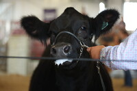 thum pict