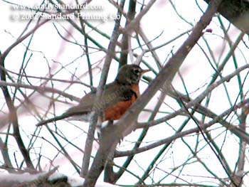 WebPhoto01