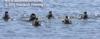 WebPhoto05