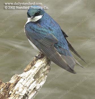 WebPhoto01