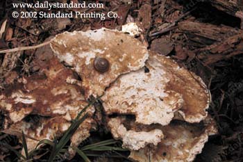 WebPhoto09