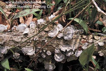 WebPhoto10