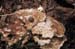 WebPhoto09