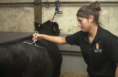 Abby Harner grooms Blue, a crossbred steer, at her parents' farm near Mendon. The 17-year-old Celina High School senior took reserve grand champion honors with another steer at the Ohio State Fair while Blue garnered fourth-place honors in the same overall competition.<br>dailystandard.com