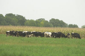 Local officials on Thursday learned the county is not prepared for an infectious animal disease outbreak. The critique was made after the county held the first mock agriterrorism drill in the state last month. The information will be used in a report being compiled by the Mercer County Homeland Security & Emergency Management office.<br>dailystandard.com