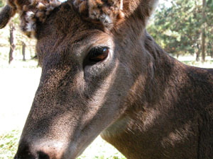 A tame deer poses for the camera at a refuge at Hueston Woods State Park in southern Ohio where deer populations are much higher.<br>dailystandard.com