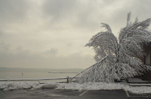 A tree damaged in the recent ice storm stands along the shore of Grand Lake St. Marys on Saturday afternoon with a coating of snow. Several trees were toppled due to the ice storm on Wednesday, damaging power lines throughout the area. Some homes are still without power today.<br>dailystandard.com