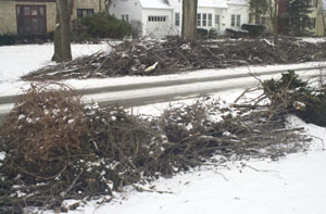 Tree limbs were stacked at the curb's edge on North Ash Street in Celina on Monday, awaiting work crews and a chipper. The tree-lined street was blocked by branches for hours following the ice storm.<br>dailystandard.com