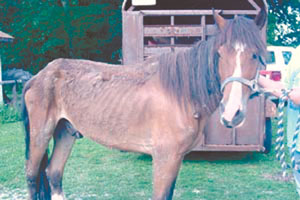 After several months of neglect, 5-year-old Tank was rescued last summer from a Hardin County farm by the Auglaize County Humane Society.<br>dailystandard.com