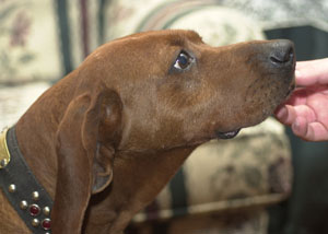 Nighty Nite<br>Moonlight Kate easily could have been named Beautiful Beautiful Brown Eyes. The champion Redbone coon hound was named the Purina 2004 Outstanding Coon Hound. She is owned by Todd<br>Mathewson<br>of Rockford.<br>dailystandard.com