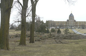 Chinese Elm trees lining the driveway leading to St. Charles Center near Carthagena are being removed due to damage sustained over the course of the decade. The elms, among more than a hundred planted in 1936, will be replaced with hard maple trees during the coming months.<br>dailystandard.com