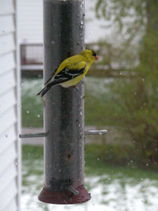 A bright yellow finch takes refuge on a bird feeder in Coldwater as snow lightly falls on Sunday morning. <br>dailystandard.com