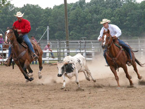 Under the watchful eye of a judge, Derek Zurface (in white shirt) attempts to corner and wrestle a steer during the Ohio High School Rodeo Association competition at the Mercer County Fairgrounds this weekend.<br>dailystandard.com