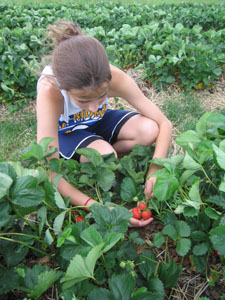 Leslie Hall of St. Marys picks strawberries during an afternoon outing at Roediger's Berry Farm north of Moulton. The teenager and her father, Bob, plan to use the berries in a pie, topped with whipped cream. Below, strawberries ripen to perfection as Mother Nature provides ideal weather -- bright sunshine with temperatures in the 70s.<br>dailystandard.com