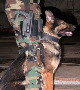 Adam is the K-9 member of the Wapakoneta Police Department.<br>dailystandard.com