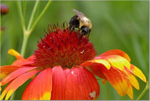 A bee gathers pollen from a beautiful flowering plant along Grand Lake. Local health officials recently have seen an increase of infections in victims who have been stung by bees, wasps or other flying insects.<br>dailystandard.com