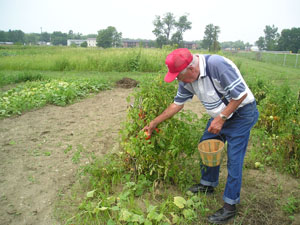 Pal Halbert, a Goodyear retiree, tends his garden plot in the Pat Miller Memorial Gardens, sponsored by Goodyear Tire & Rubber Co. in St. Marys. Halbert has had a Goodyear garden for nearly three decades.<br>dailystandard.com