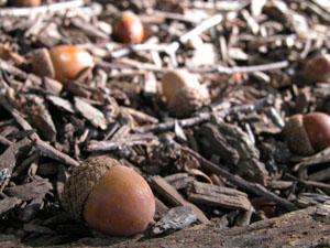 Acorns, pictured above, are plentiful this year in Ohio and that is good news for area wildlife. The bumper crop will provide a lasting food supply for all types of wildlife that are currently storing food away for the winter.<br></br>dailystandard.com