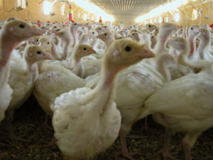 The Avian flu could be devastating to the local area if it crosses over  U.S. borders. Local poultry breeders and producers began taking precautions years ago to protect their domesticated birds, such as the group of young turkeys pictured at left and above.<br></br>dailystandard.com