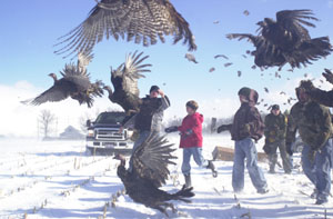 Officials with the Ohio Division of Wildlife, the Mercer County Toms and other sportsmen released 15 wild turkeys on a farm owned by Gale Thomas on Friday afternoon in Liberty Township. The 12 hens, two jakes (immature males), and one Tom (mature male) were netted in Highland County on Thursday.<br></br>dailystandard.com