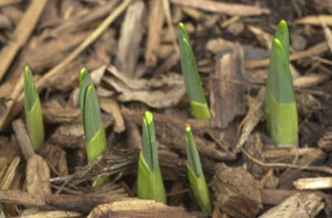 Daffodil shoots peek their heads through the mulch. Mother Nature has tricked them into thinking it is March. Experts say, however, impending cold winter weather will not harm them. If frozen out, they will resprout.<br></br>dailystandard.com
