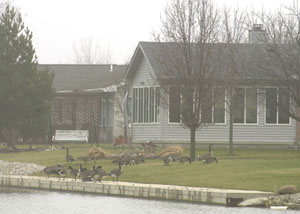 Now is the time to shoo geese off your property before they establish their territories and start nesting, state wildlife officials say. The geese can be aggressive when defending their nests and residents can't touch them once they build a nest, state law says. These geese were found making themselves at home behind a lakefront residence in Montezuma on Thursday.<br></br>dailystandard.com