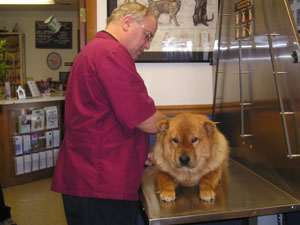 Veterinarian Ronald Anders keeps Suzi Q. as a blood donor dog, and she doesn't mind at all the examination table, where blood is drawn.<br></br>dailystandard.com