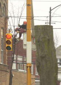 City workers use a chain saw to cut the branches on a tree on Fayette Street on Wednesday morning. The downtown trees are being cut down.<br></br>dailystandard.com