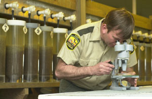 Mort Pugh, superintendent at the St. Marys State Fish Hatchery in Auglaize County, uses a microscope to check on some fish eggs that are about to hatch. In the background millions of walleye, saugeye and yellow perch eggs incubate in clear plastic containers. The public is invited to an open house at the hatchery Saturday.<br></br>dailystandard.com