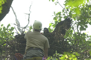 Eagle biologist Mark Witt of the Ohio Division of Wildlife is greeted by one of three American bald eagle chicks in a nest along the south shore of Grand Lake on Wednesday. Wildlife officers removed the 7-week-old eaglets for banding then quickly returned them to their nest near Prairie Creek.<br></br>dailystandard.com
