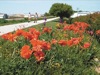 local picture