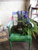 local picture
