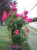 local picture