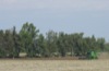 local picture