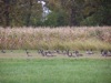 local picture