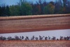 local picture