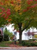 local picture