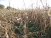 local picture