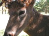 local picture