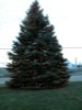 local picture