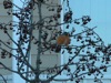local picture