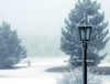 local picture