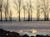 local picture