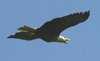 local picture