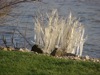 local picture