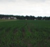 local picture