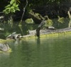 local picture