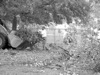 local picture