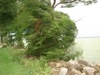 local picture