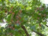 local picture